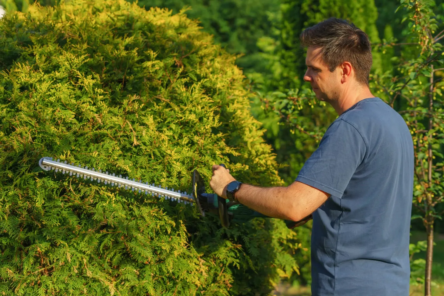 Heckenschere im Einsatz an einer Hecke